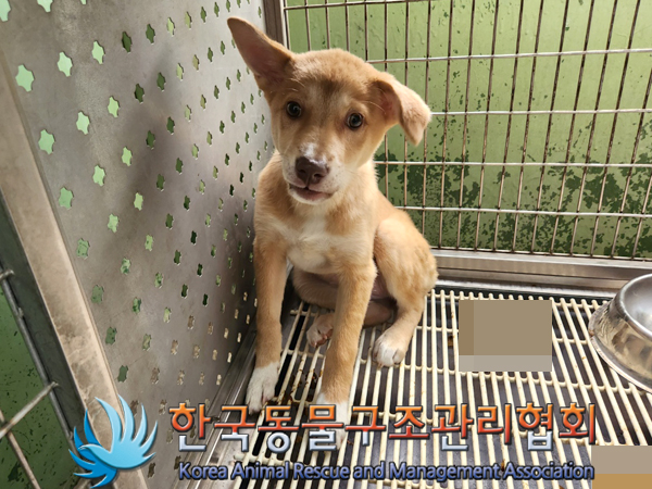 한국동물구조관리협회_411304202300260